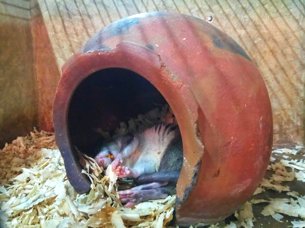 A sleeping rat laying on its side with very orange teeth on display