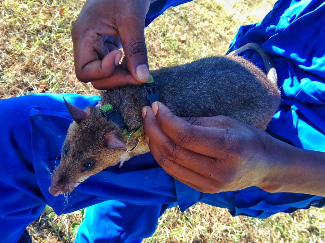 A rat being clipped into its harness before a training session
