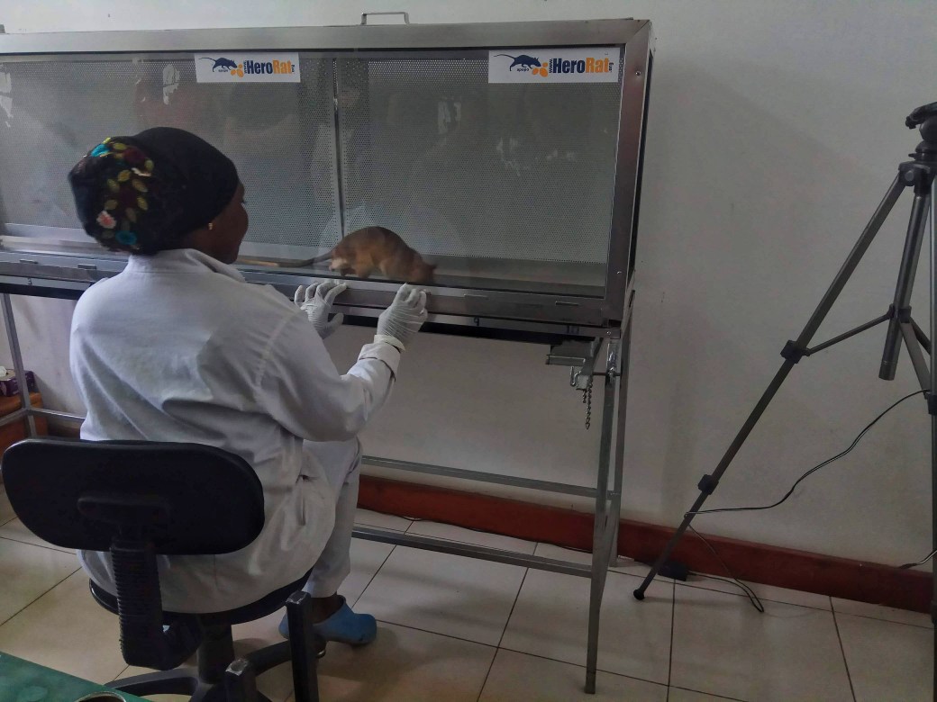 A rat examining TB samples in the laboratory
