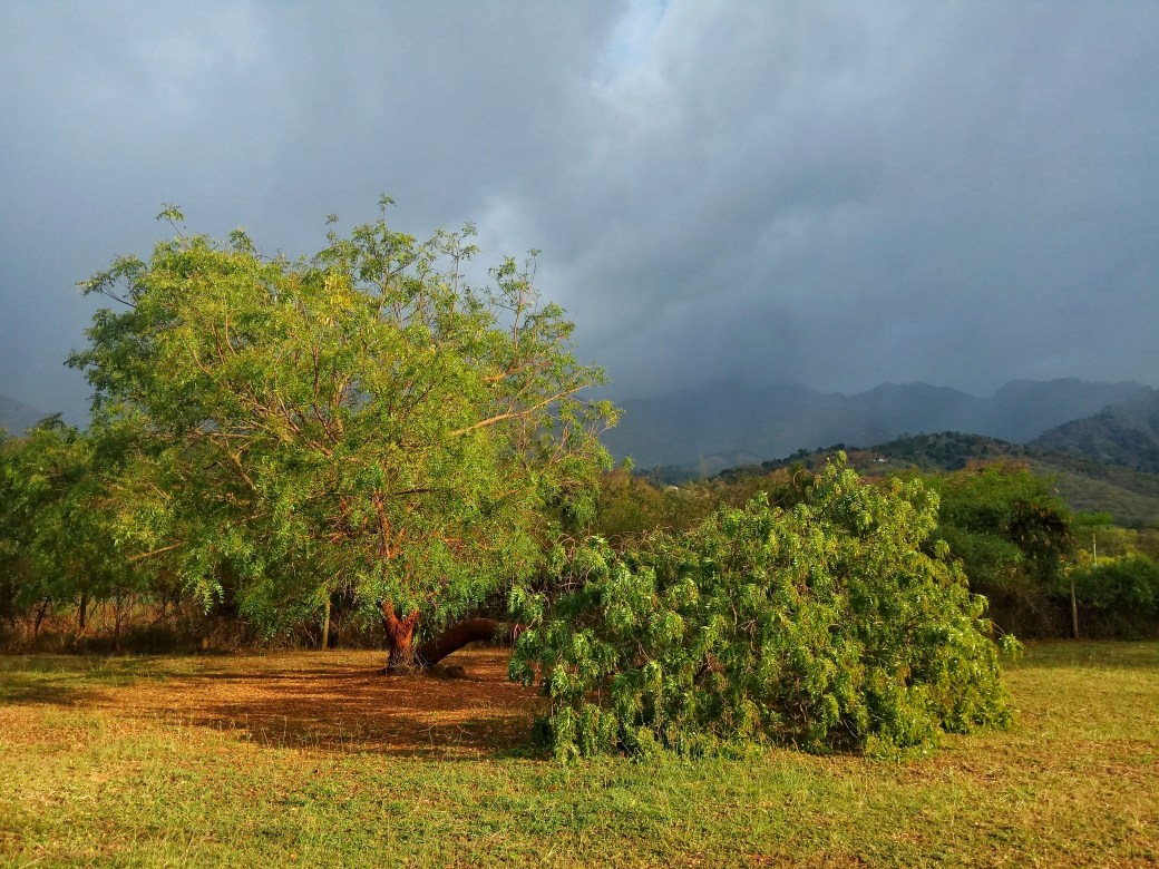 A fallen tree outside my room at the rest house