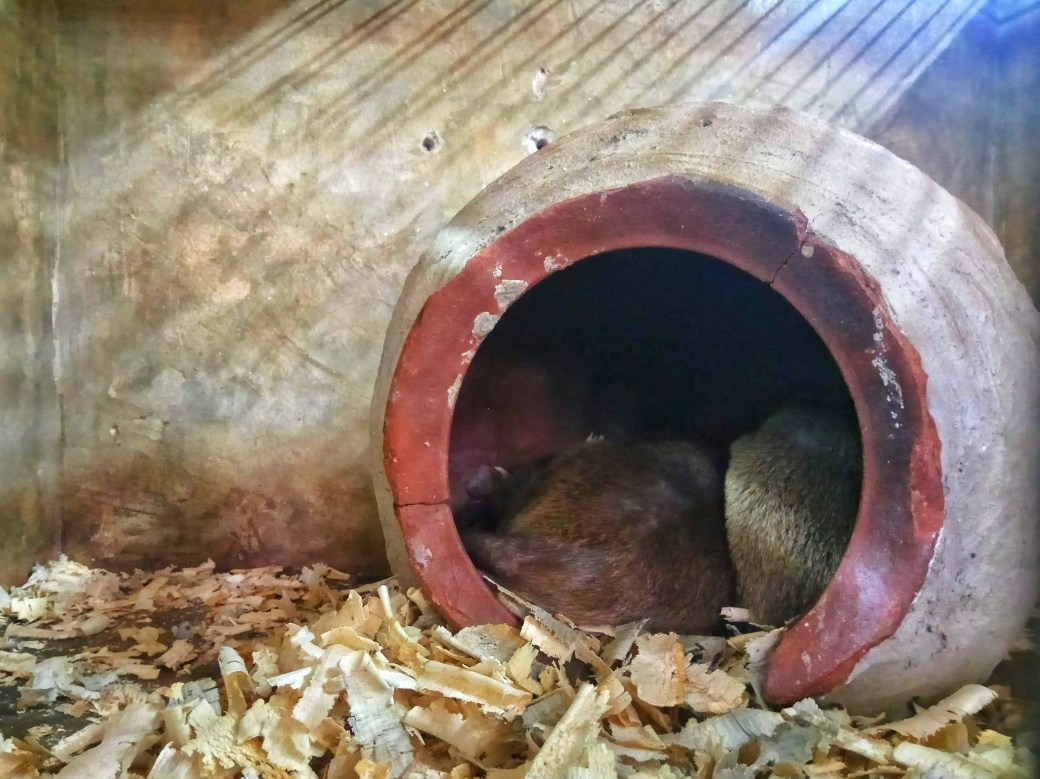 Two sleeping rats curled up in their nest
