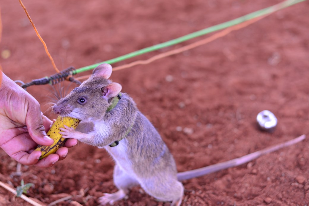 A rat enjoying a banana treat after successfully signalling that it had detected TNT during a training session