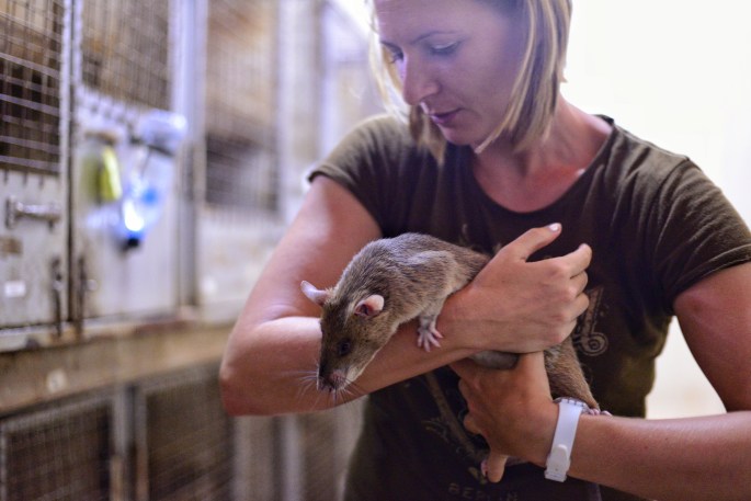 Me having a cuddle with Iceberg the rat